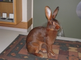Artikelbild 1